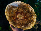 Polished Large Tan Podocarpus Petrified Wood Slice x 1 From Marovoay, Madagascar - Toprock Gemstones and Minerals 