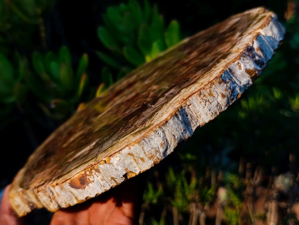 Polished Large Tan Podocarpus Petrified Wood Slice x 1 From Marovoay, Madagascar - Toprock Gemstones and Minerals 