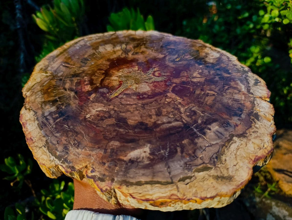 Polished Large Tan Podocarpus Petrified Wood Slice x 1 From Marovoay, Madagascar - Toprock Gemstones and Minerals 