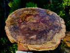 Polished Large Tan Podocarpus Petrified Wood Slice x 1 From Marovoay, Madagascar - Toprock Gemstones and Minerals 