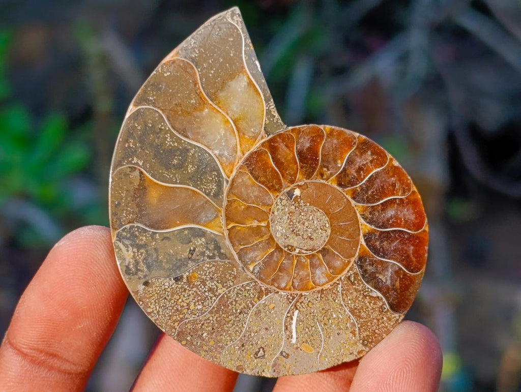 Polished Cleoniceras Ammonite Fossil Pairs x 12 pairs From Tulear, Madagascar - Toprock Gemstones and Minerals 