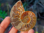 Polished Cleoniceras Ammonite Fossil Pairs x 12 pairs From Tulear, Madagascar - Toprock Gemstones and Minerals 