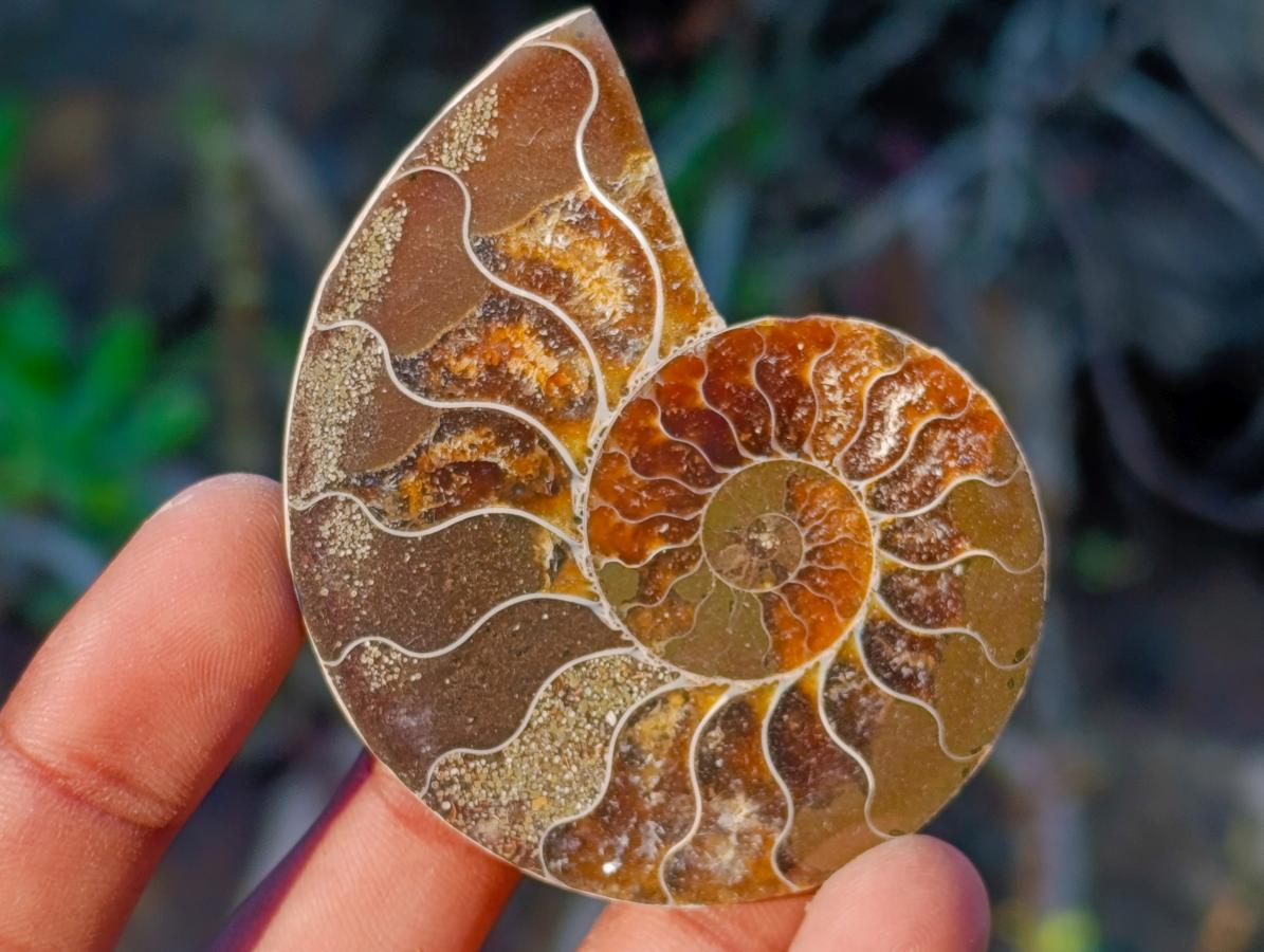 Polished Cleoniceras Ammonite Fossil Pairs x 12 pairs From Tulear, Madagascar - Toprock Gemstones and Minerals 
