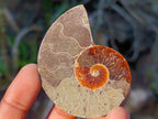 Polished Cleoniceras Ammonite Fossil Pairs x 12 pairs From Tulear, Madagascar - Toprock Gemstones and Minerals 