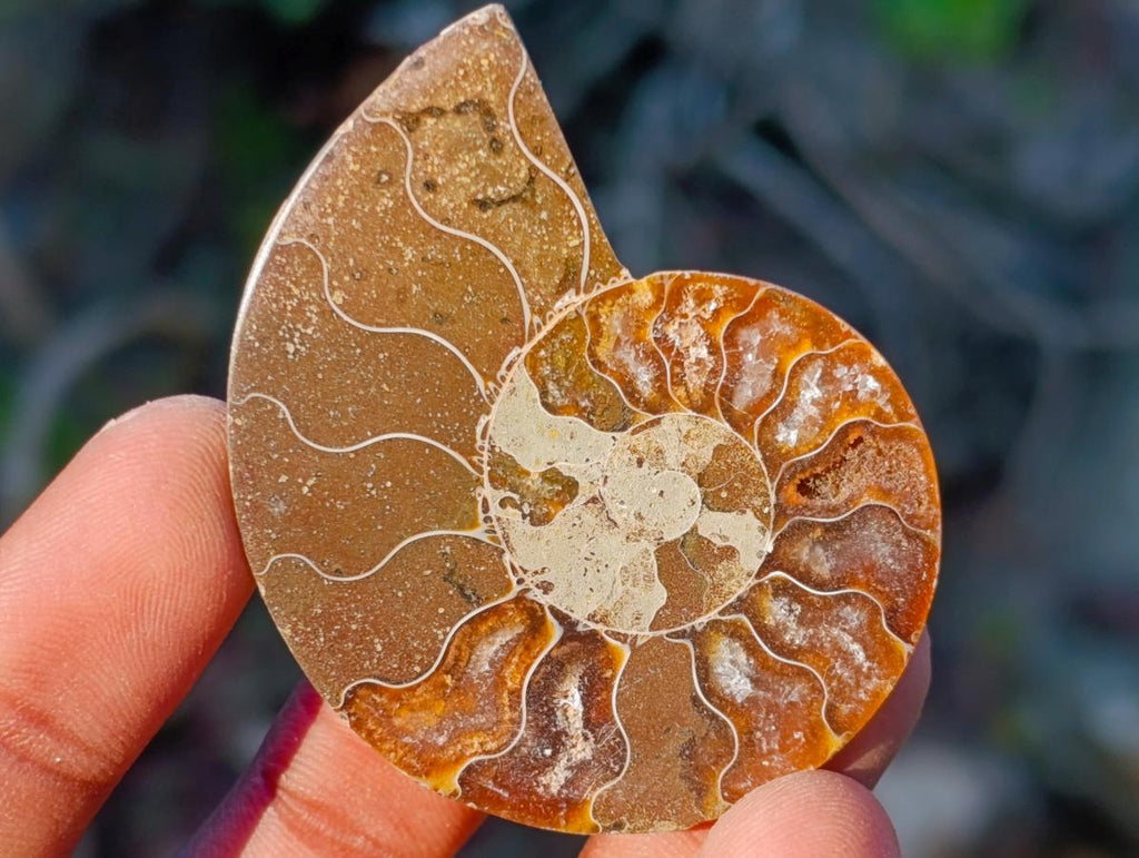 Polished Cleoniceras Ammonite Fossil Pairs x 12 pairs From Tulear, Madagascar - Toprock Gemstones and Minerals 