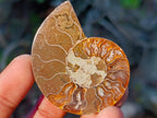 Polished Cleoniceras Ammonite Fossil Pairs x 12 pairs From Tulear, Madagascar - Toprock Gemstones and Minerals 