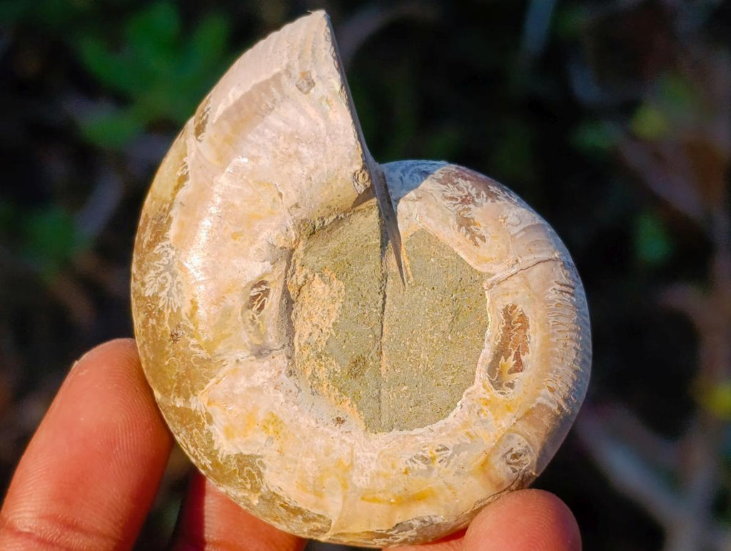 Polished Cleoniceras Ammonite Fossil Pairs x 12 pairs From Tulear, Madagascar - Toprock Gemstones and Minerals 