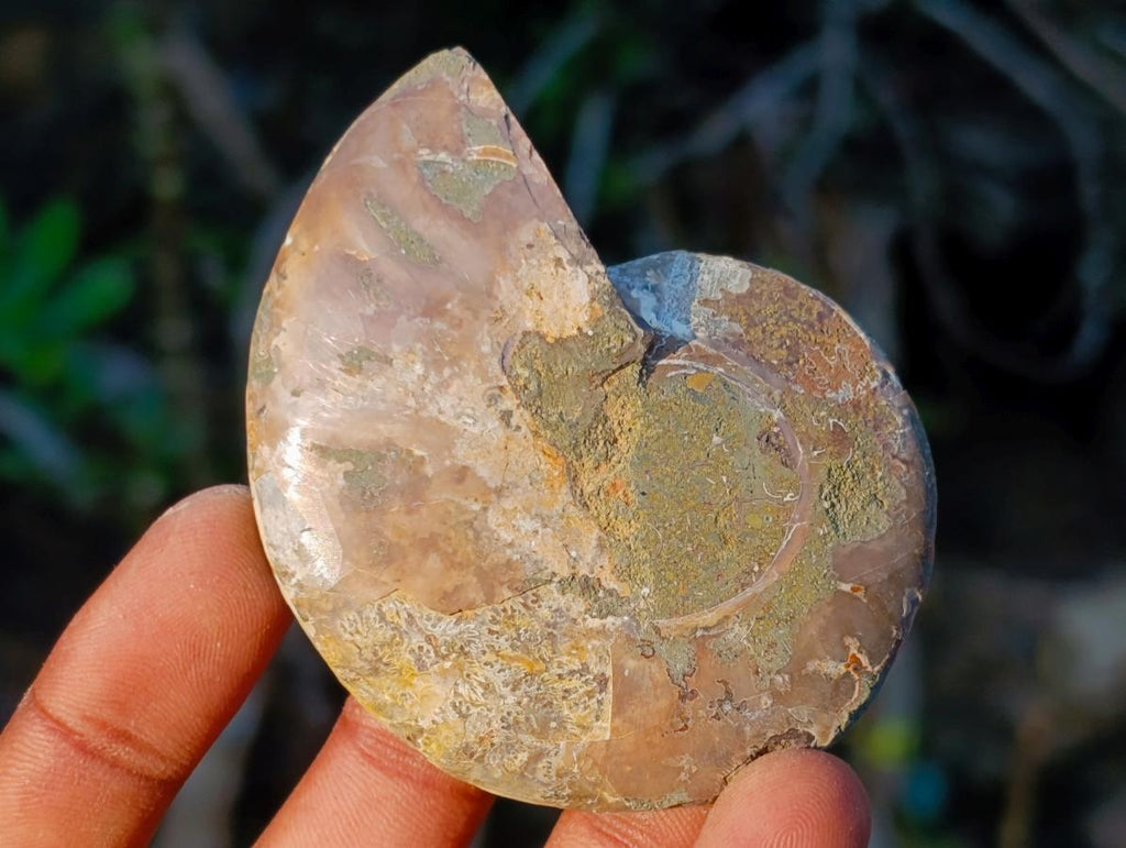 Polished Cleoniceras Ammonite Fossil Pairs x 12 pairs From Tulear, Madagascar - Toprock Gemstones and Minerals 