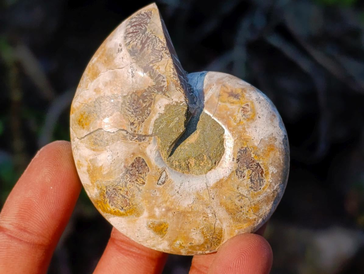 Polished Cleoniceras Ammonite Fossil Pairs x 12 pairs From Tulear, Madagascar - Toprock Gemstones and Minerals 
