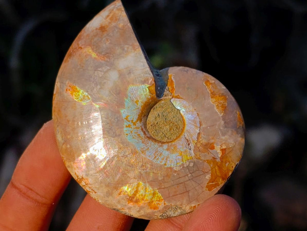 Polished Cleoniceras Ammonite Fossil Pairs x 12 pairs From Tulear, Madagascar - Toprock Gemstones and Minerals 