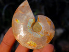 Polished Cleoniceras Ammonite Fossil Pairs x 12 pairs From Tulear, Madagascar - Toprock Gemstones and Minerals 