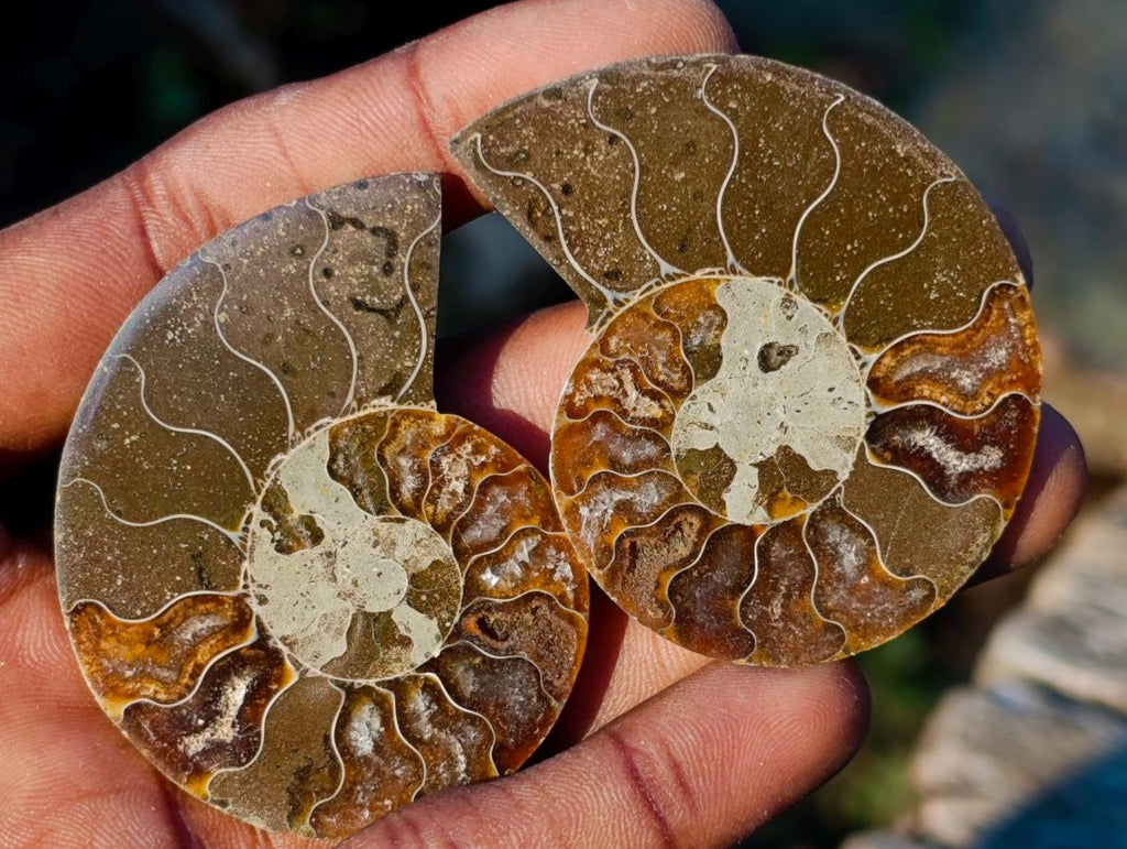 Polished Cleoniceras Ammonite Fossil Pairs x 12 pairs From Tulear, Madagascar - Toprock Gemstones and Minerals 