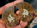 Polished Cleoniceras Ammonite Fossil Pairs x 12 pairs From Tulear, Madagascar - Toprock Gemstones and Minerals 