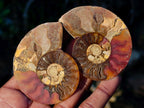 Polished Cleoniceras Ammonite Fossil Pairs x 12 pairs From Tulear, Madagascar - Toprock Gemstones and Minerals 