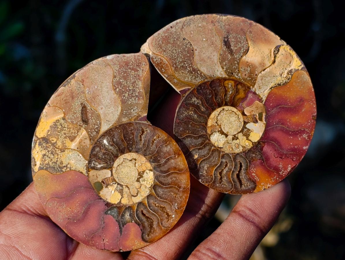Polished Cleoniceras Ammonite Fossil Pairs x 12 pairs From Tulear, Madagascar - Toprock Gemstones and Minerals 