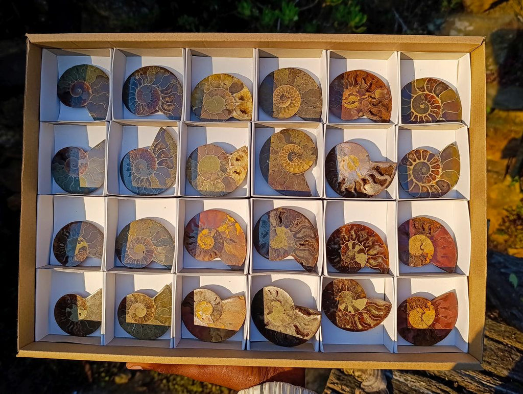Polished Cleoniceras Ammonite Fossil Pairs x 12 pairs From Tulear, Madagascar - Toprock Gemstones and Minerals 