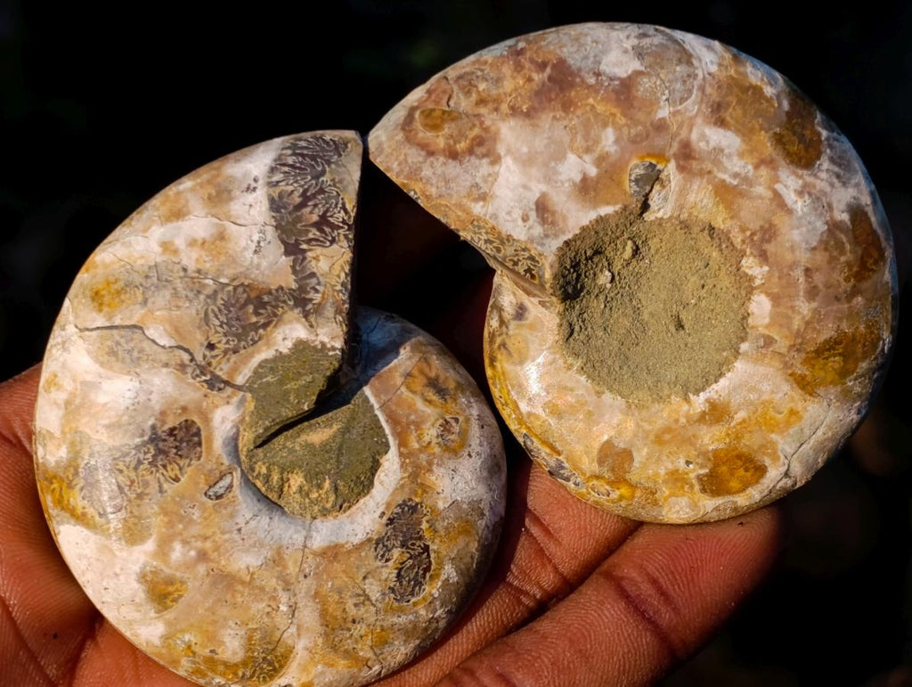 Polished Cleoniceras Ammonite Fossil Pairs x 12 pairs From Tulear, Madagascar - Toprock Gemstones and Minerals 