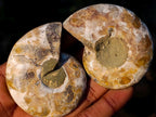 Polished Cleoniceras Ammonite Fossil Pairs x 12 pairs From Tulear, Madagascar - Toprock Gemstones and Minerals 