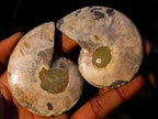 Polished Cleoniceras Ammonite Fossil Pairs x 12 pairs From Tulear, Madagascar - Toprock Gemstones and Minerals 