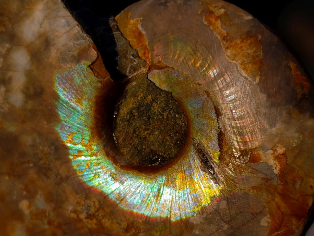 Polished Cleoniceras Ammonite Fossil Pairs x 12 pairs From Tulear, Madagascar - Toprock Gemstones and Minerals 