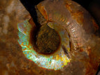 Polished Cleoniceras Ammonite Fossil Pairs x 12 pairs From Tulear, Madagascar - Toprock Gemstones and Minerals 