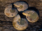 Polished Cleoniceras Ammonite Fossil Pairs x 12 pairs From Tulear, Madagascar - Toprock Gemstones and Minerals 