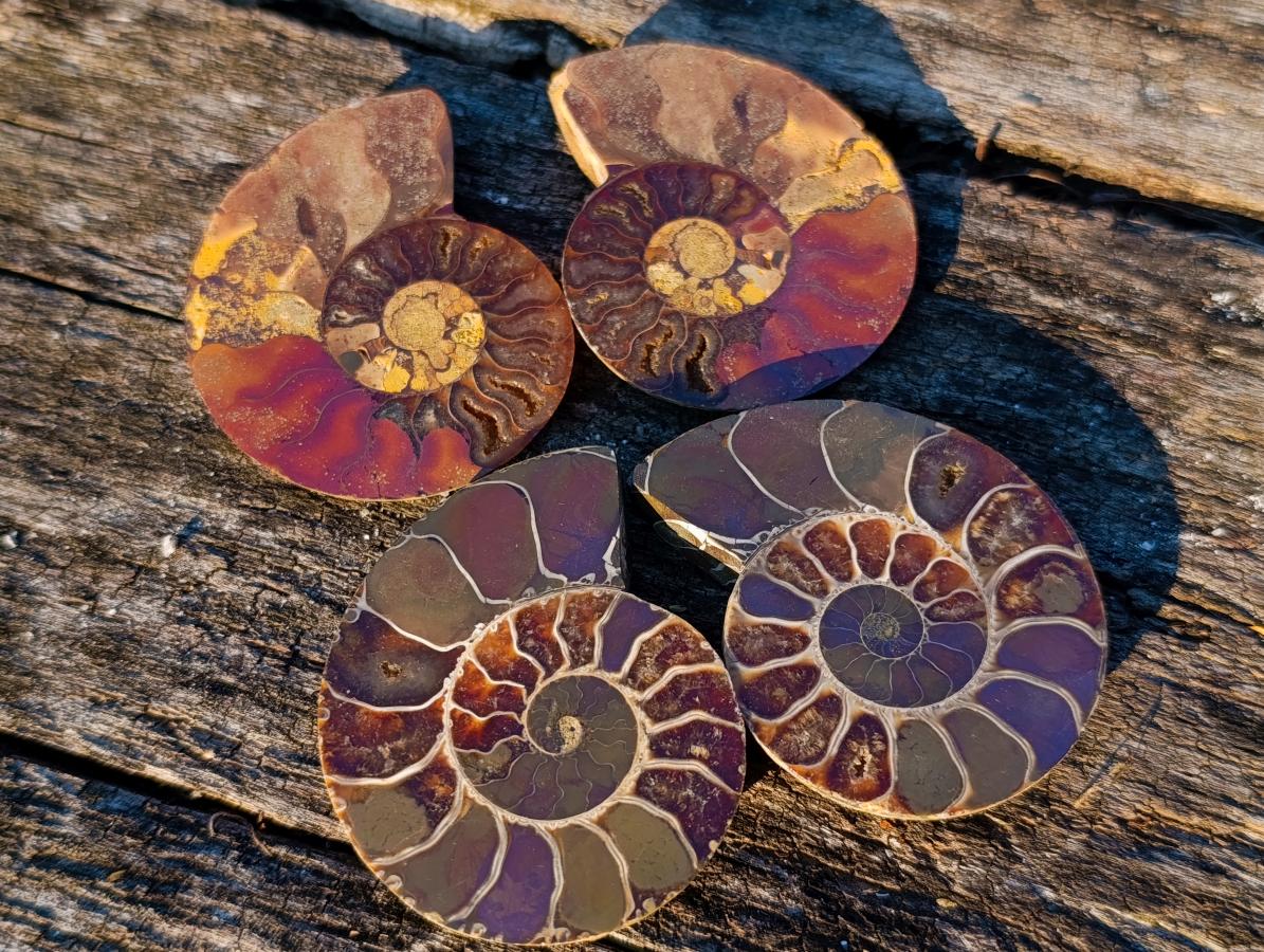 Polished Cleoniceras Ammonite Fossil Pairs x 12 pairs From Tulear, Madagascar - Toprock Gemstones and Minerals 