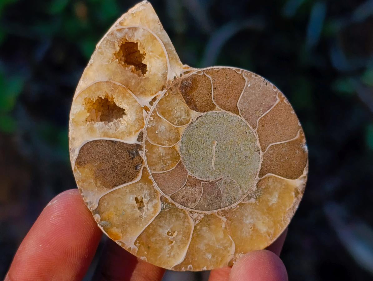 Polished Cleoniceras Ammonite Fossil Pairs x 12 pairs From Tulear, Madagascar - Toprock Gemstones and Minerals 