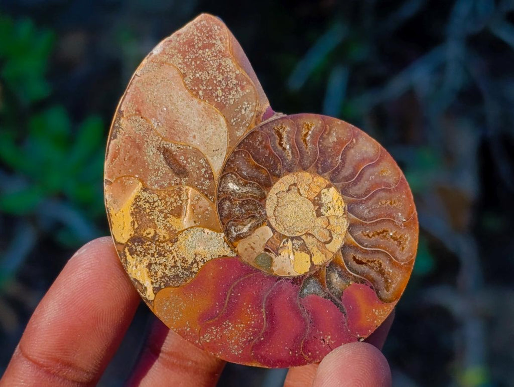 Polished Cleoniceras Ammonite Fossil Pairs x 12 pairs From Tulear, Madagascar - Toprock Gemstones and Minerals 