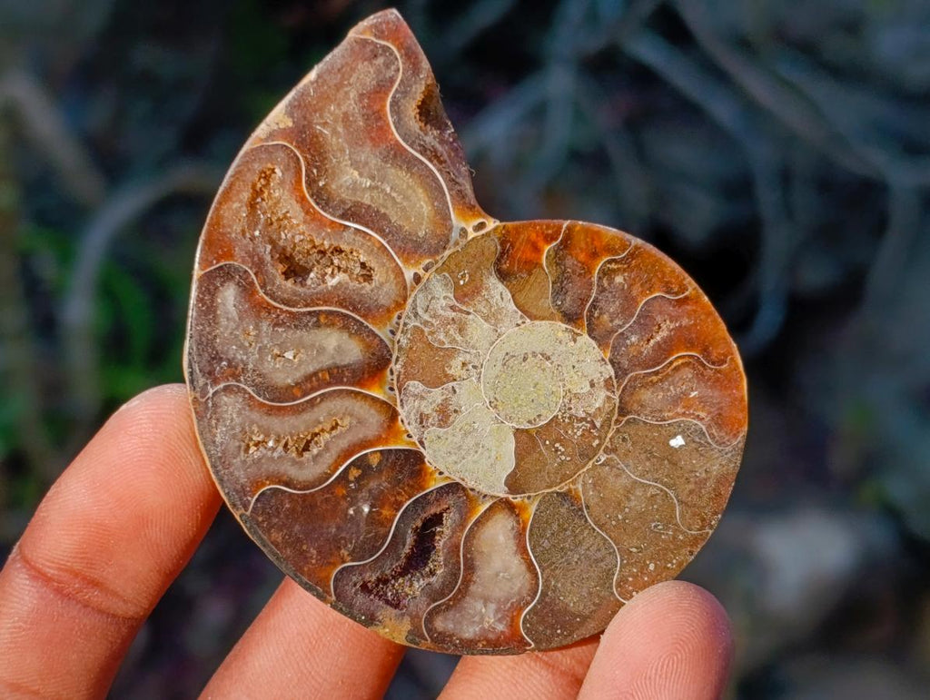 Polished Cleoniceras Ammonite Fossil Pairs x 12 pairs From Tulear, Madagascar - Toprock Gemstones and Minerals 