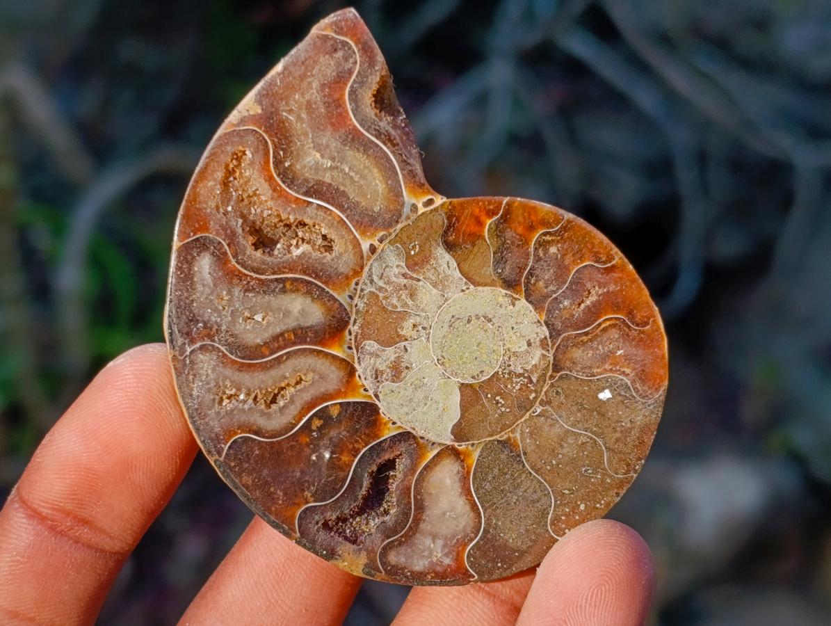 Polished Cleoniceras Ammonite Fossil Pairs x 12 pairs From Tulear, Madagascar - Toprock Gemstones and Minerals 