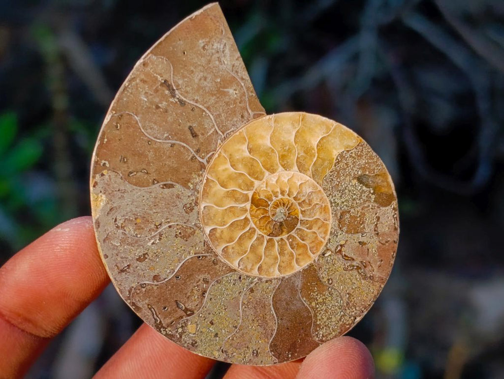 Polished Cleoniceras Ammonite Fossil Pairs x 12 pairs From Tulear, Madagascar - Toprock Gemstones and Minerals 