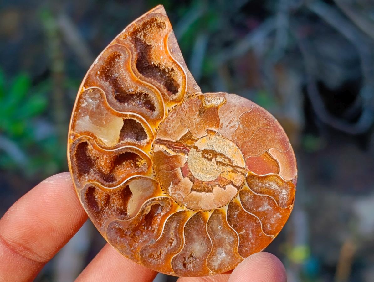Polished Cleoniceras Ammonite Fossil Pairs x 12 pairs From Tulear, Madagascar - Toprock Gemstones and Minerals 