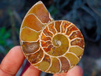 Polished Cleoniceras Ammonite Fossil Pairs x 12 pairs From Tulear, Madagascar - Toprock Gemstones and Minerals 