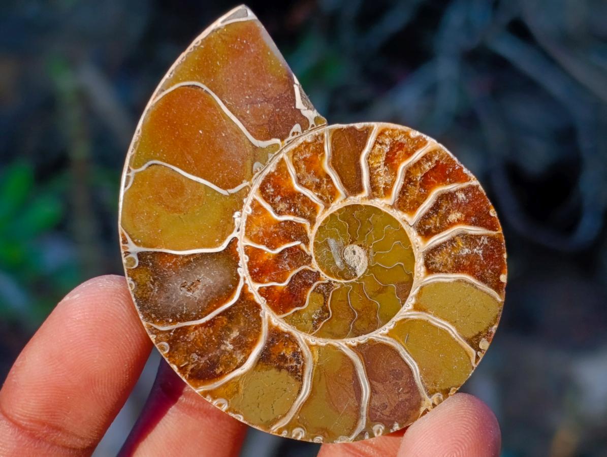 Polished Cleoniceras Ammonite Fossil Pairs x 12 pairs From Tulear, Madagascar - Toprock Gemstones and Minerals 