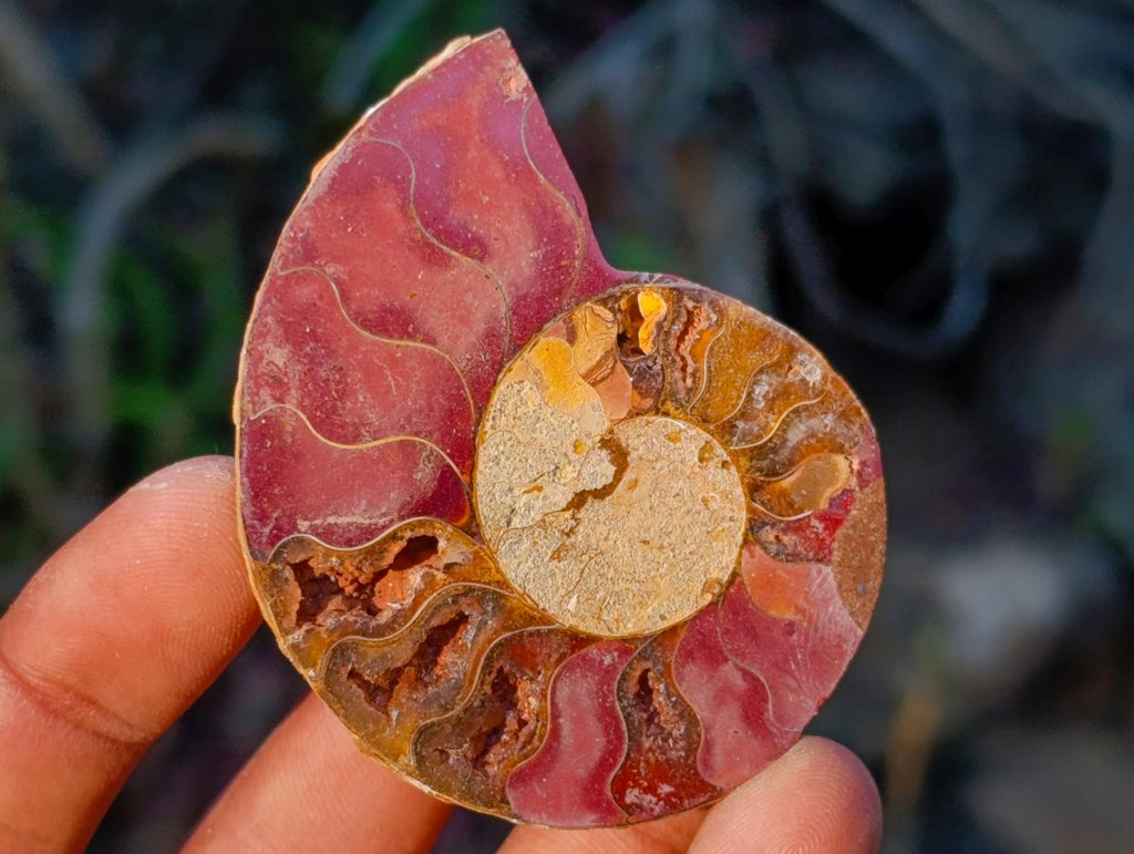Polished Cleoniceras Ammonite Fossil Pairs x 12 pairs From Tulear, Madagascar - Toprock Gemstones and Minerals 
