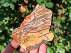 Natural Nguni Jasper Cobbed Specimens x 24 From Northern Cape, South Africa - Toprock Gemstones and Minerals 