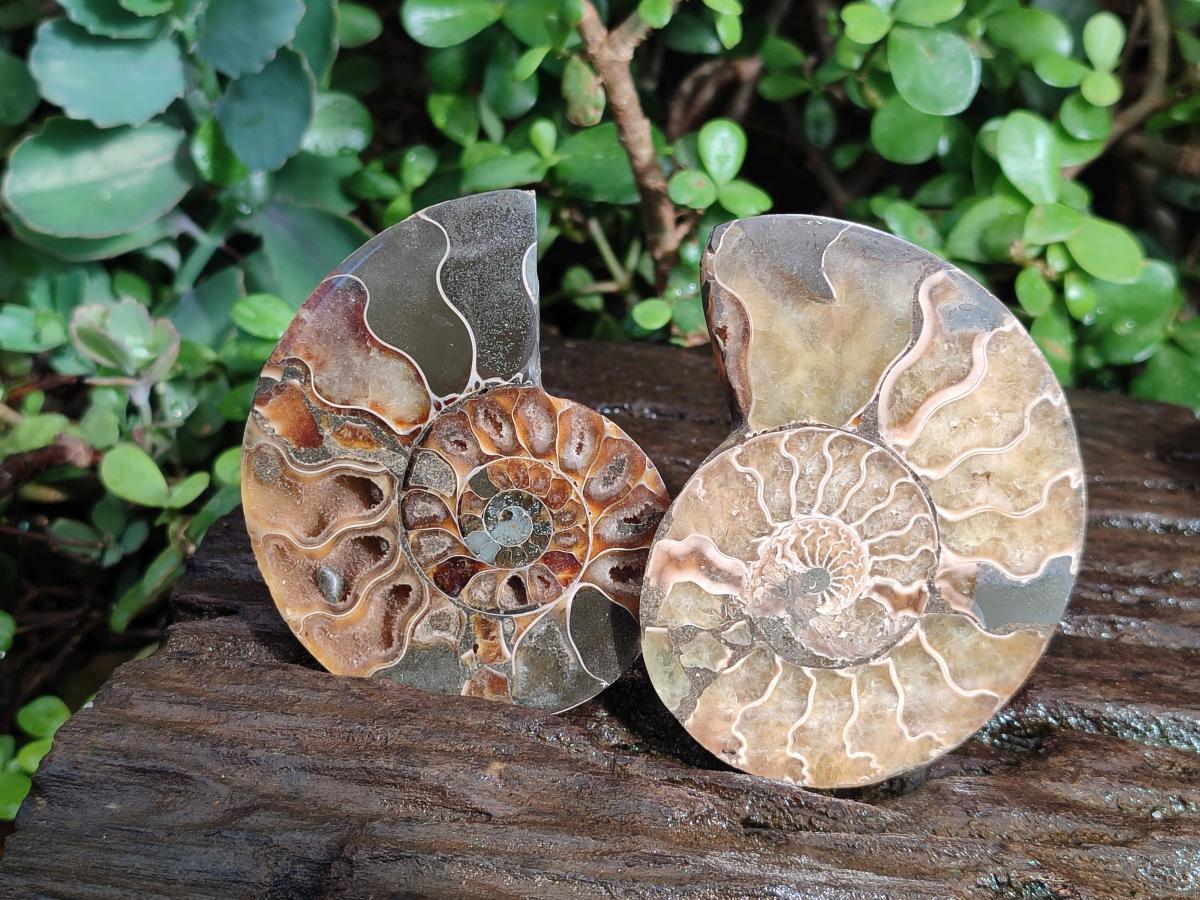 Polished Cleoniceras Ammonite Fossil Pairs x 6 pairs From Tulear, Madagascar - Toprock Gemstones and Minerals 
