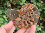 Polished Cleoniceras Ammonite Fossil Pairs x 6 pairs From Tulear, Madagascar - Toprock Gemstones and Minerals 