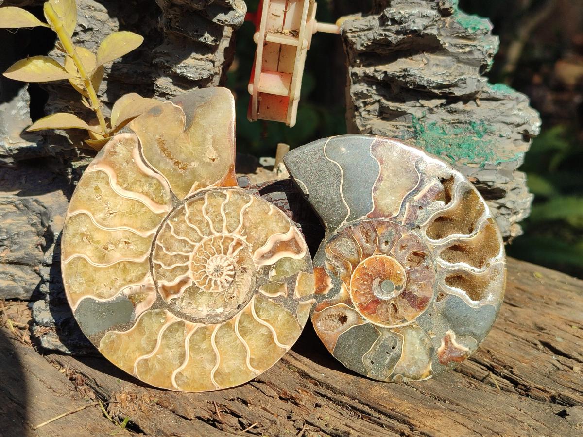 Polished Cleoniceras Ammonite Fossil Pairs x 6 pairs From Tulear, Madagascar - Toprock Gemstones and Minerals 
