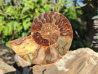 Polished Cleoniceras Ammonite Fossil Pairs x 6 pairs From Tulear, Madagascar - Toprock Gemstones and Minerals 