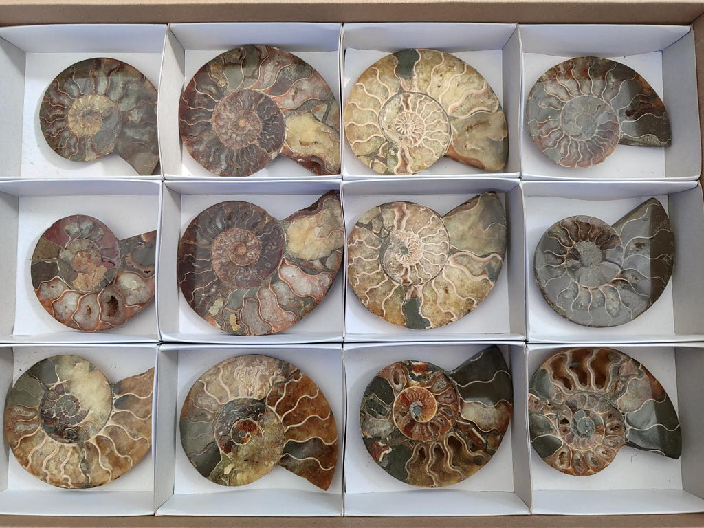 Polished Cleoniceras Ammonite Fossil Pairs x 6 pairs From Tulear, Madagascar - Toprock Gemstones and Minerals 
