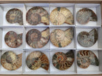 Polished Cleoniceras Ammonite Fossil Pairs x 6 pairs From Tulear, Madagascar - Toprock Gemstones and Minerals 