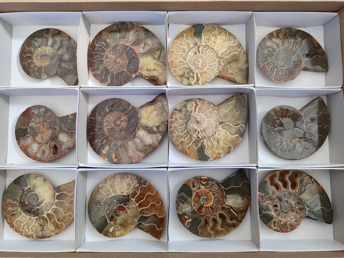 Polished Cleoniceras Ammonite Fossil Pairs x 6 pairs From Tulear, Madagascar - Toprock Gemstones and Minerals 