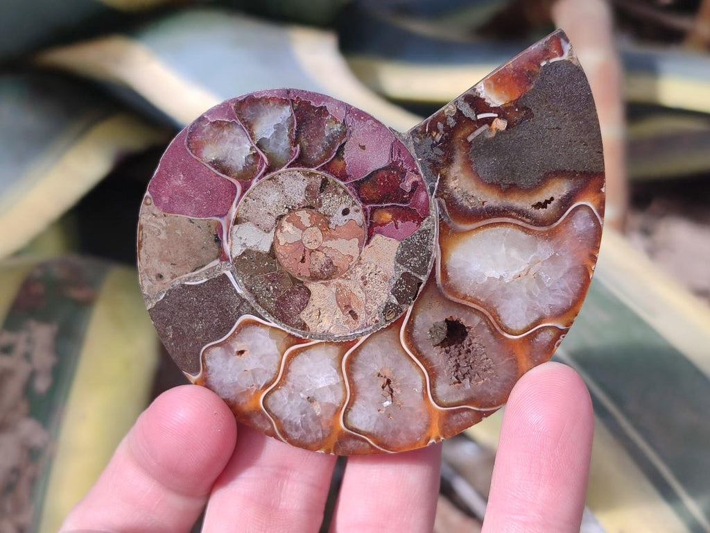 Polished Cleoniceras Ammonite Fossil Pairs x 6 pairs From Tulear, Madagascar - Toprock Gemstones and Minerals 