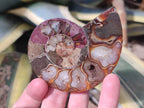 Polished Cleoniceras Ammonite Fossil Pairs x 6 pairs From Tulear, Madagascar - Toprock Gemstones and Minerals 