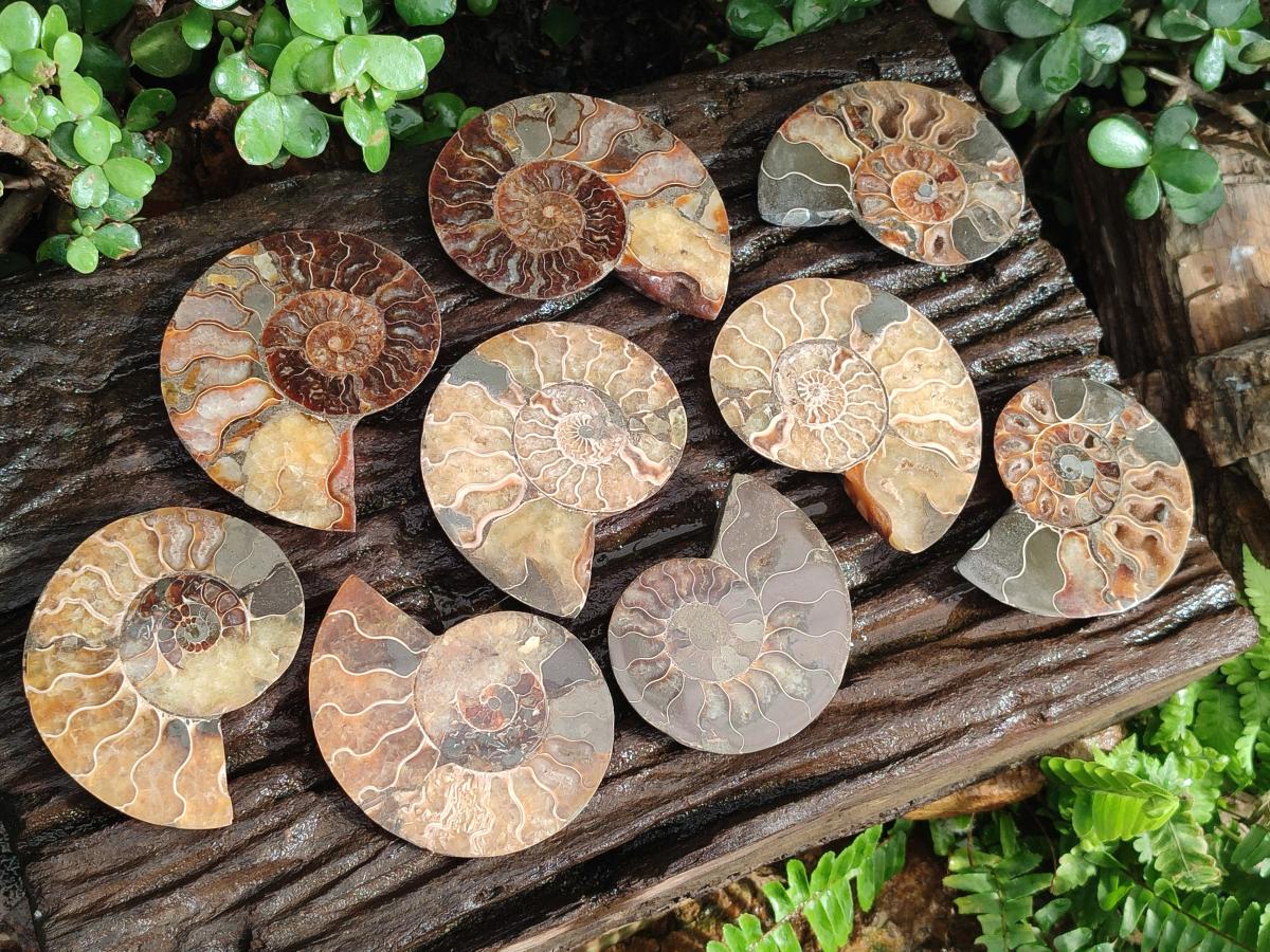 Polished Cleoniceras Ammonite Fossil Pairs x 6 pairs From Tulear, Madagascar - Toprock Gemstones and Minerals 