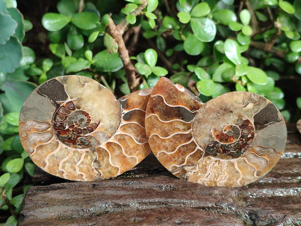 Polished Cleoniceras Ammonite Fossil Pairs x 6 pairs From Tulear, Madagascar - Toprock Gemstones and Minerals 