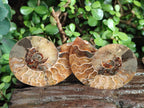 Polished Cleoniceras Ammonite Fossil Pairs x 6 pairs From Tulear, Madagascar - Toprock Gemstones and Minerals 