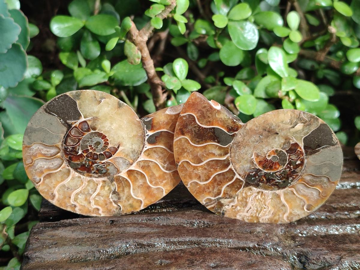 Polished Cleoniceras Ammonite Fossil Pairs x 6 pairs From Tulear, Madagascar - Toprock Gemstones and Minerals 